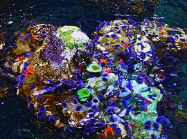Cómo eliminar las algas blancas de un acuario