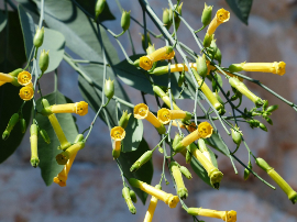 Descubre los beneficios y delicioso sabor de los gandules verdes en la cocina internacional